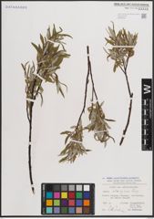 Foto von Salix eleagnos Scop.